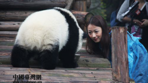 成都网络推广大熊猫平台-网友赵德柱的博客