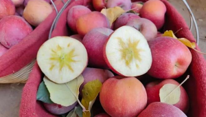 冰糖心苹果网络推广语-网友赵德柱的博客