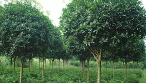 苗木网络推广哪个好-网友赵德柱的博客