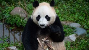 网络推广上大熊猫点搜-网友赵德柱的博客