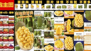 菠萝蜜网络推广方案-网友赵德柱的博客