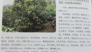 普洱市SEM