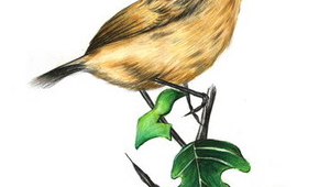 网络推广方法百灵鸟-网友赵德柱的博客