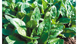 菠菜网络推广-网友赵德柱的博客